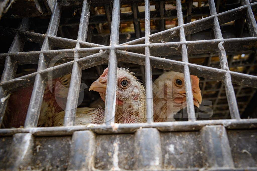 Indian broiler chickens in crates at the chicken meat market inside New Market, Kolkata, India, 2022