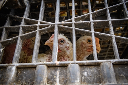 Indian broiler chickens in crates at the chicken meat market inside New Market, Kolkata, India, 2022