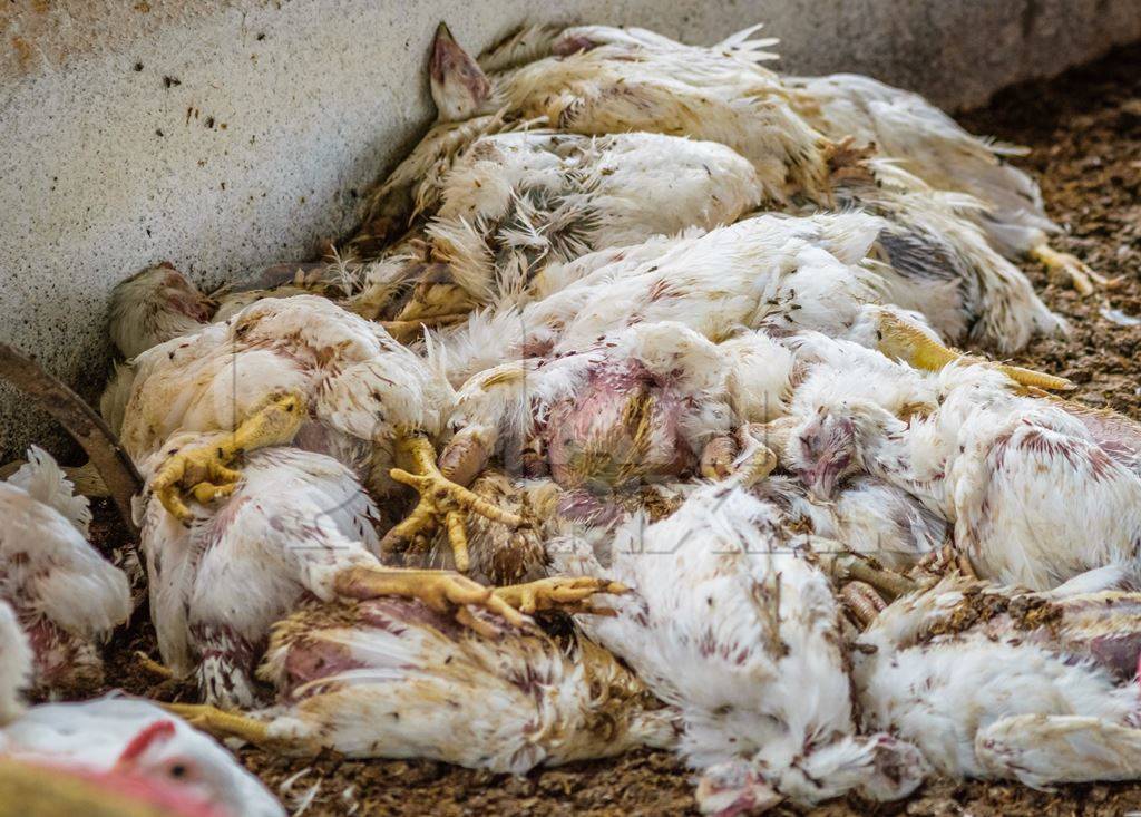 Pile of dead and dying broiler chickens raised for meat on a poultry broiler farm in Maharashtra in India
