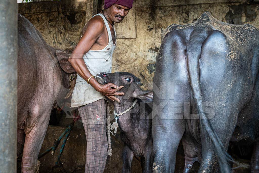 Indian buffalo calf being removed from her mother by worker at urban Indian buffalo dairy farm or tabela, Pune, Maharashtra, India, 2021