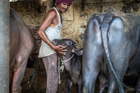 Indian buffalo calf being removed from her mother by worker at urban Indian buffalo dairy farm or tabela, Pune, Maharashtra, India, 2021