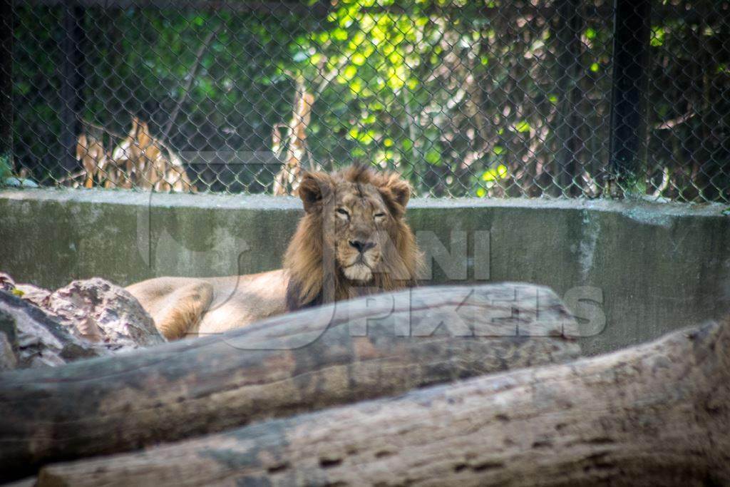 Lion sitting in barren concrete enclosure in Patna zoo, Bihar