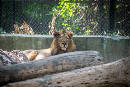 Lion sitting in barren concrete enclosure in Patna zoo, Bihar