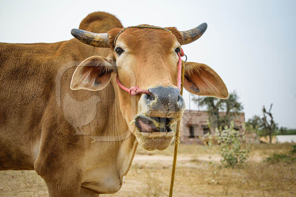 Brown bull looking at the camera with open mouth and nose rope, Nagaur Cattle Fair, Rajasthan, India, 2017