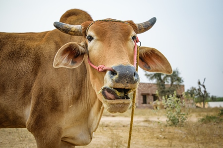 Brown bull looking at the camera with open mouth and nose rope, Nagaur Cattle Fair, Rajasthan, India, 2017