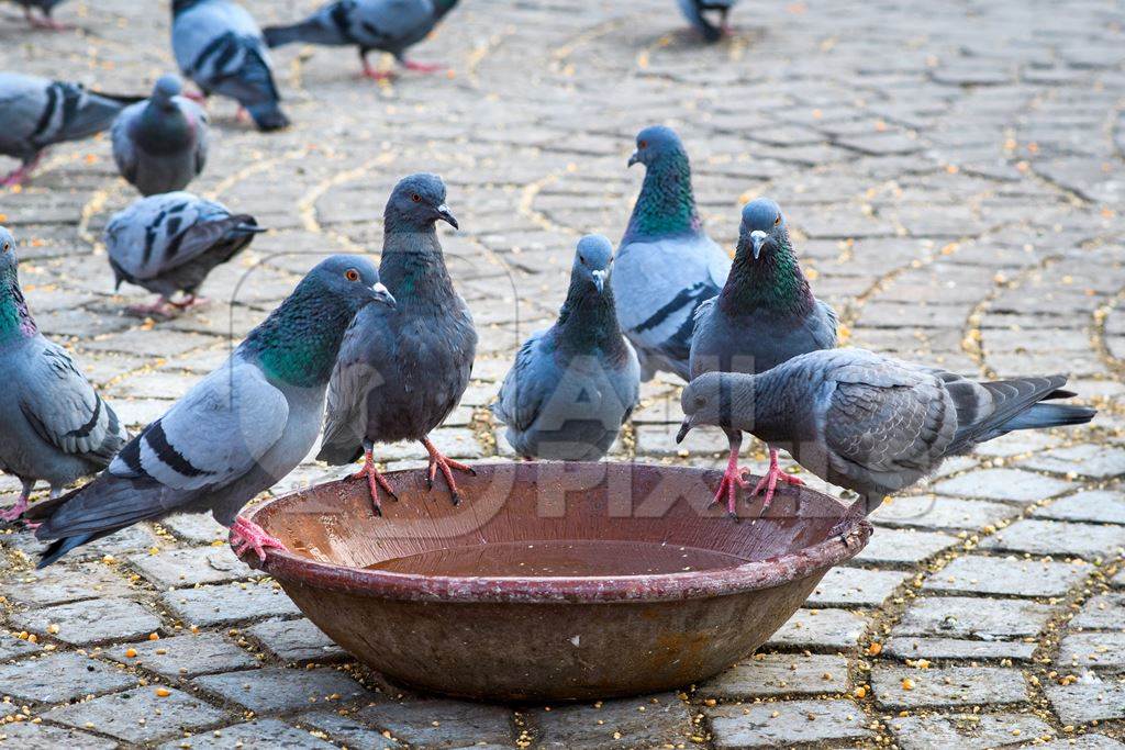 Flock of pigeons drinking from a waterbowl in the urban city of Jaipur, Rajasthan, India, 2022