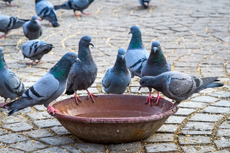 Flock of pigeons drinking from a waterbowl in the urban city of Jaipur, Rajasthan, India, 2022