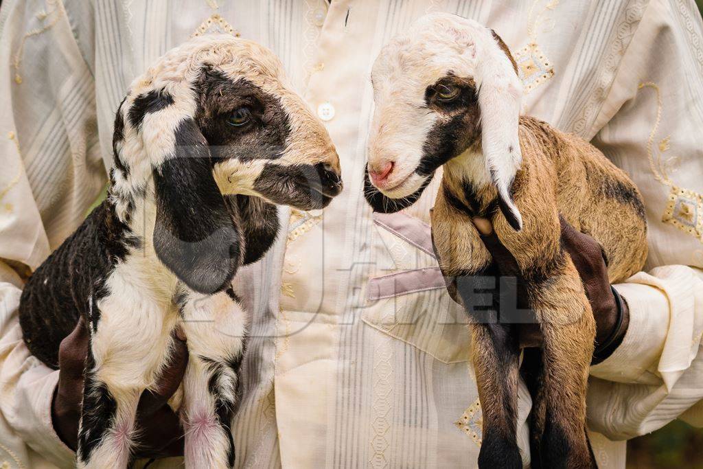 Farmer holding lambs with his herd of sheep in a field in rural countryside