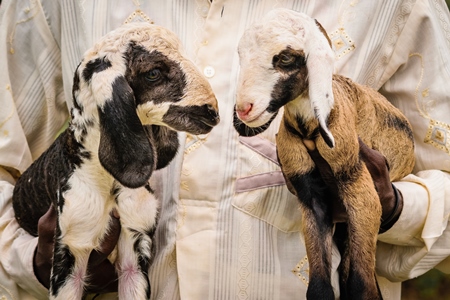 Farmer holding lambs with his herd of sheep in a field in rural countryside