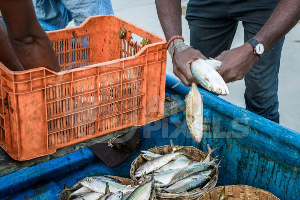 Fishermen filling baskets of Indian fish at Malvan fish market on beach in Malvan, Maharashtra, India, 2022