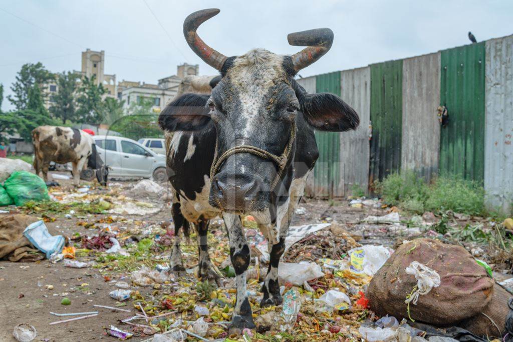 Street cow on road eating from garbage dump in city in Maharashtra