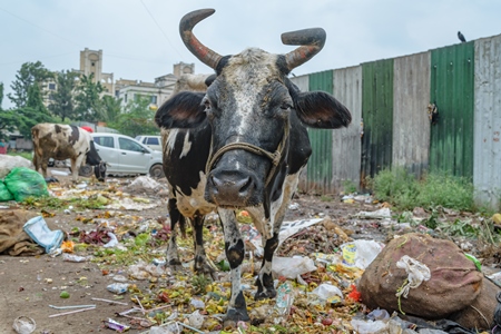 Street cow on road eating from garbage dump in city in Maharashtra
