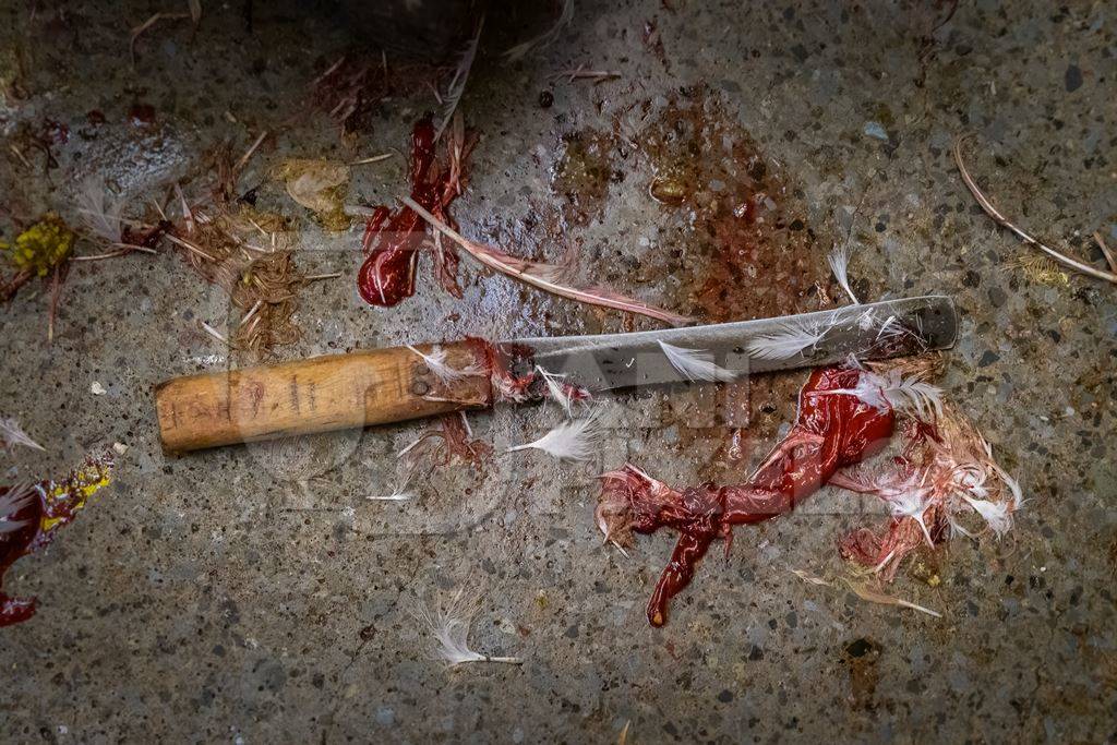 Dead chickens with a knife and blood at the chicken meat market inside New Market, Kolkata, India, 2022