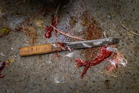 Dead chickens with a knife and blood at the chicken meat market inside New Market, Kolkata, India, 2022