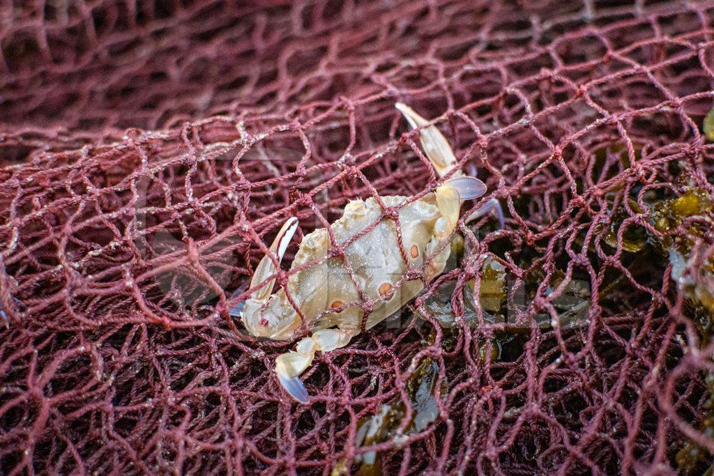 Indian sea crab caught in pink fishing net on beach in Maharashtra, India, 2022