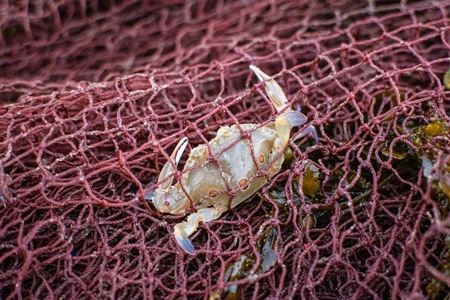 Indian sea crab caught in pink fishing net on beach in Maharashtra, India, 2022