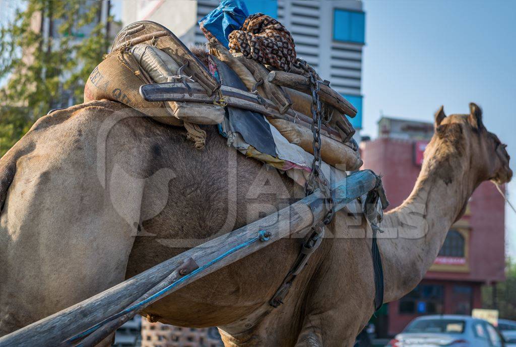 Camel in harness standing on urban city street
