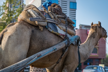 Camel in harness standing on urban city street