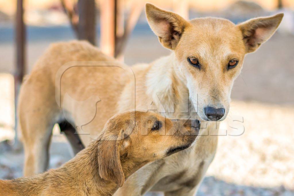 Brown street dog mother with one puppy in the city