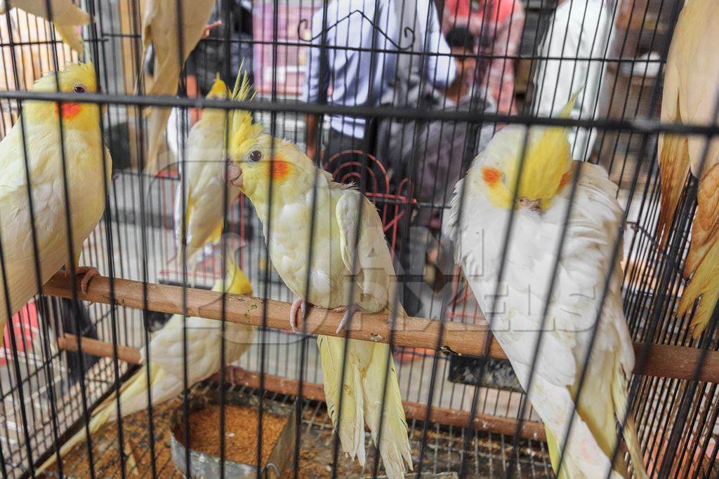 Yellow cockatiel birds in a cage on sale as pets at Crawford pet market in Mumbai