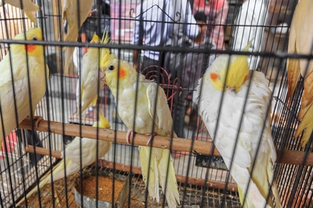 Yellow cockatiel birds in a cage on sale as pets at Crawford pet market in Mumbai