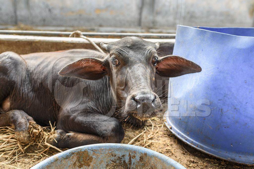 Indian buffalo calf in a concrete shed on an urban dairy farm or tabela, Aarey milk colony, Mumbai, India, 2023