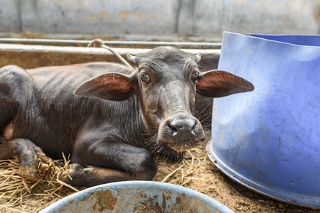 Indian buffalo calf in a concrete shed on an urban dairy farm or tabela, Aarey milk colony, Mumbai, India, 2023