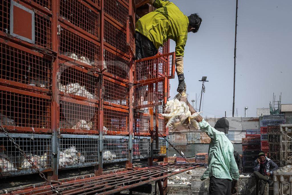 Workers unload Indian broiler chickens from trucks at Ghazipur murga mandi, Ghazipur, Delhi, India, 2022