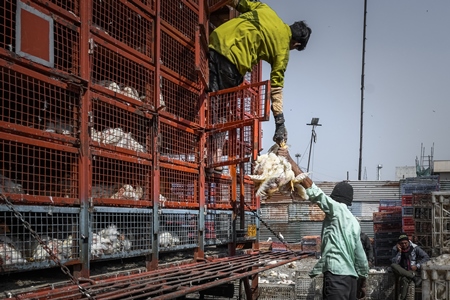 Workers unload Indian broiler chickens from trucks at Ghazipur murga mandi, Ghazipur, Delhi, India, 2022