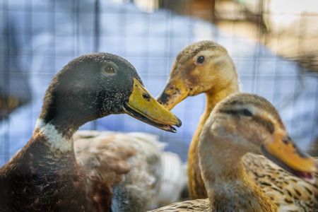 Ducks on sale for meat at an animal market