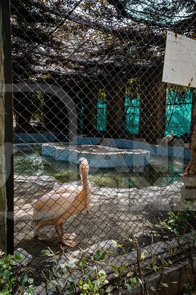 Pelicans in a dark and dilapidated enclosure with dirty pond at Jaipur zoo, Rajasthan, India, 2022