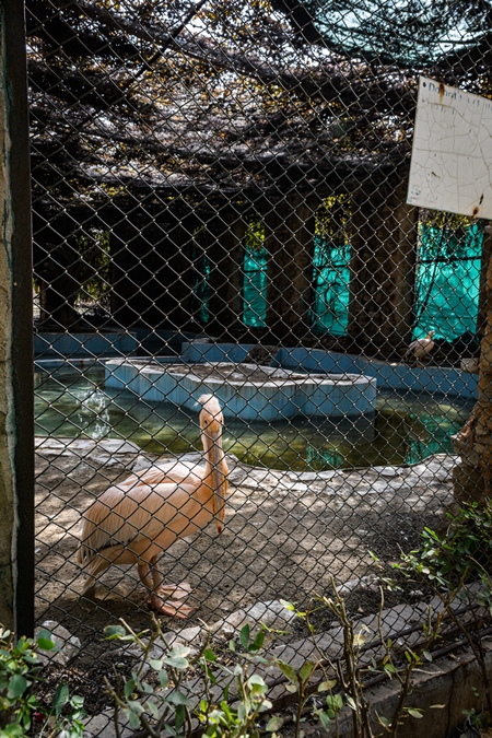 Pelicans in a dark and dilapidated enclosure with dirty pond at Jaipur zoo, Rajasthan, India, 2022