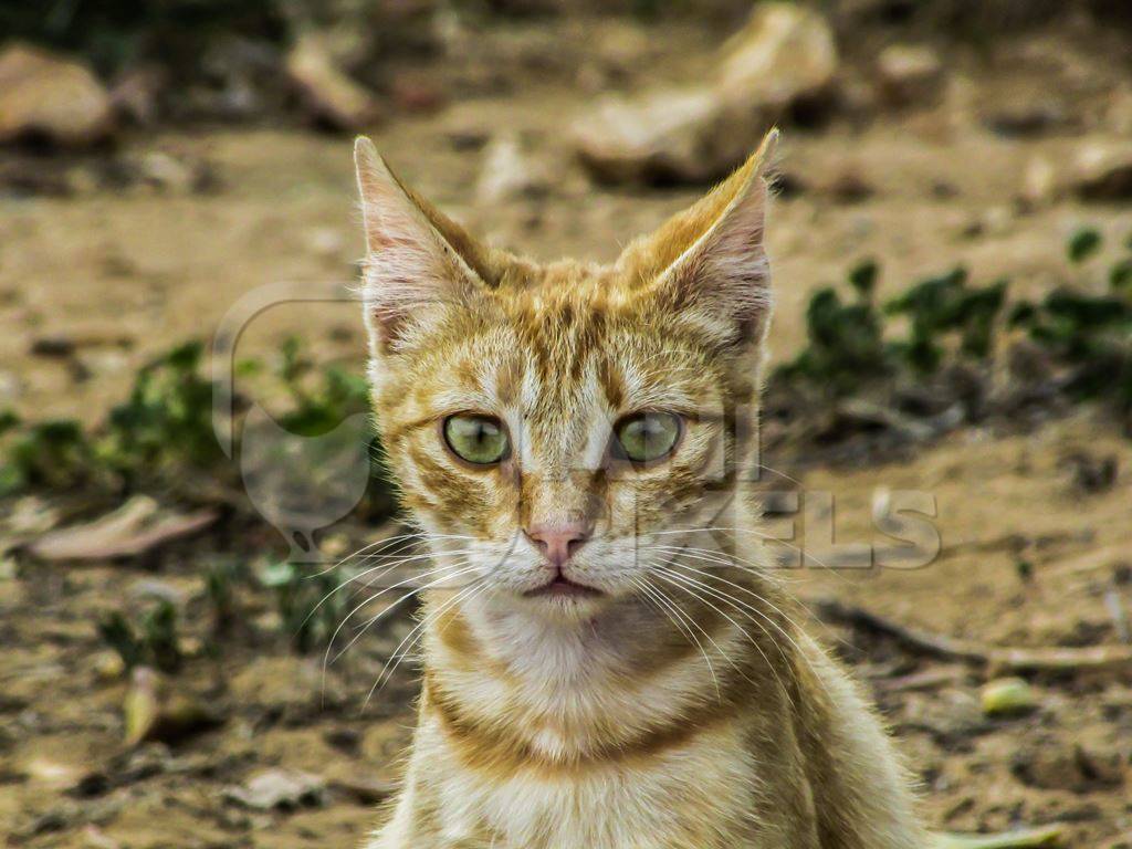 Close up of head of ginger kitten looking at camera