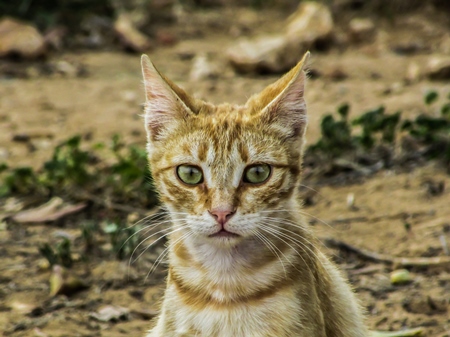 Close up of head of ginger kitten looking at camera