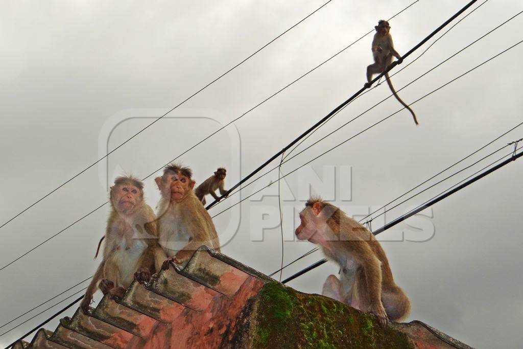 Monkeys sitting on rooftops and overhead wires