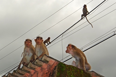 Monkeys sitting on rooftops and overhead wires