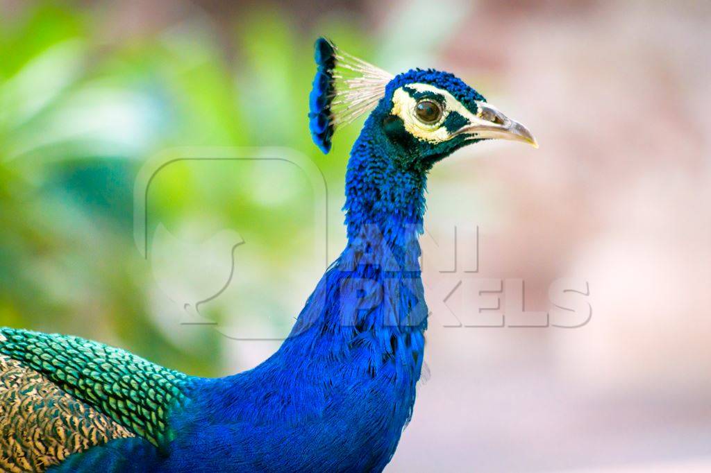 Wild blue peacock bird with green background in Rajasthan