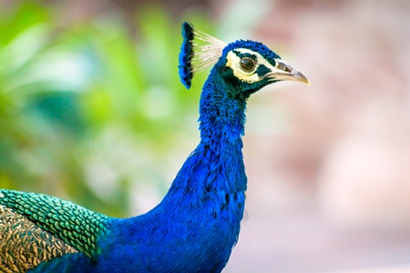 Wild blue peacock bird with green background in Rajasthan