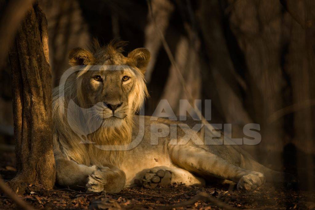 Asiatic lion in Gir National Park