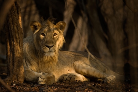 Asiatic lion in Gir National Park