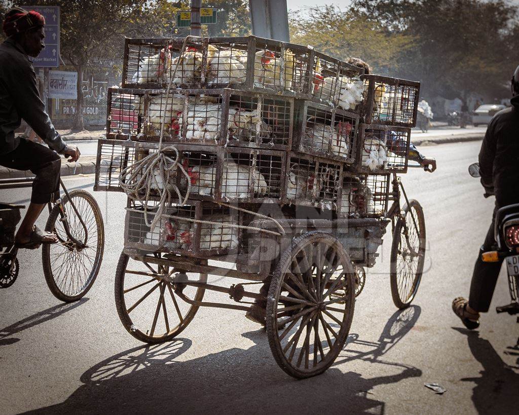 Indian broiler chickens being transported in cages on a tricycle chicken cart at Ghazipur murga mandi, Ghazipur, Delhi, India, 2022