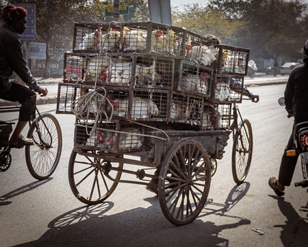 Indian broiler chickens being transported in cages on a tricycle chicken cart at Ghazipur murga mandi, Ghazipur, Delhi, India, 2022