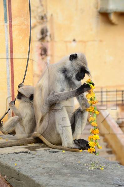 Grey langur examining yellow flowers