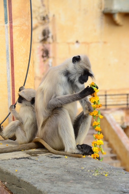 Grey langur examining yellow flowers