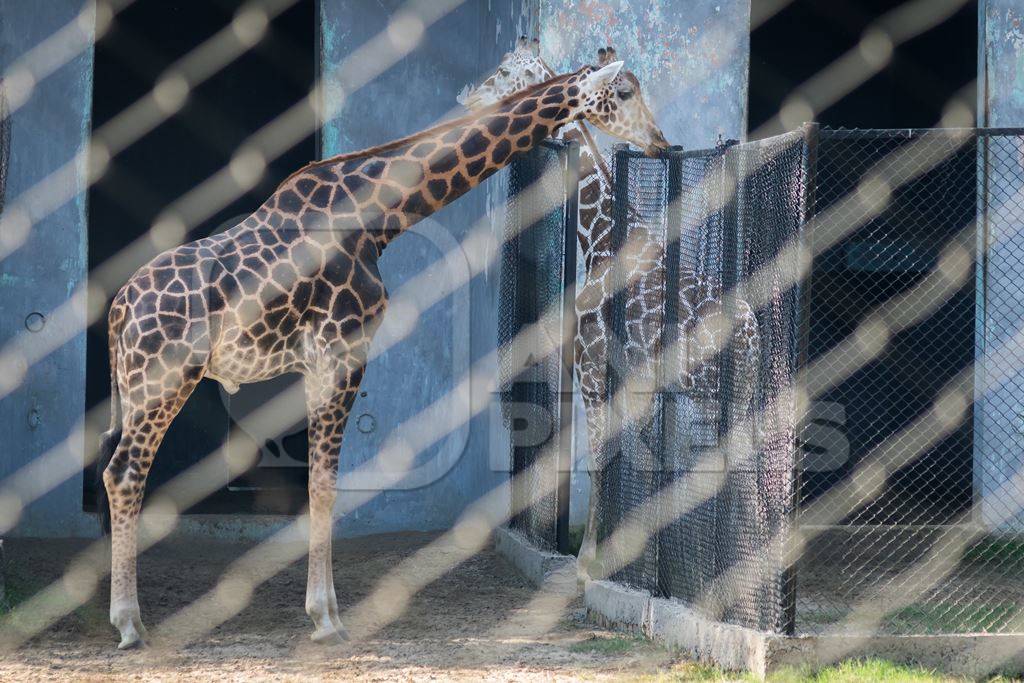 Giraffes in enclosures in Sanjay Gandhi Jaivik Udyan zoo