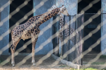 Giraffes in enclosures in Sanjay Gandhi Jaivik Udyan zoo
