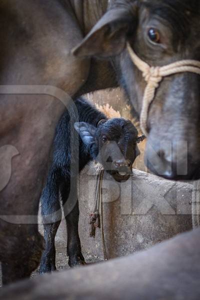 Farmed Indian buffalo calf and mother on an urban dairy farm or tabela, Aarey milk colony, Mumbai, India, 2023
