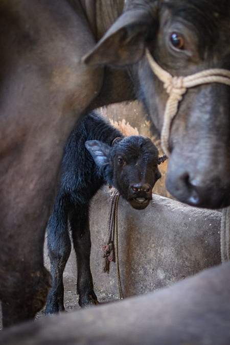 Farmed Indian buffalo calf and mother on an urban dairy farm or tabela, Aarey milk colony, Mumbai, India, 2023