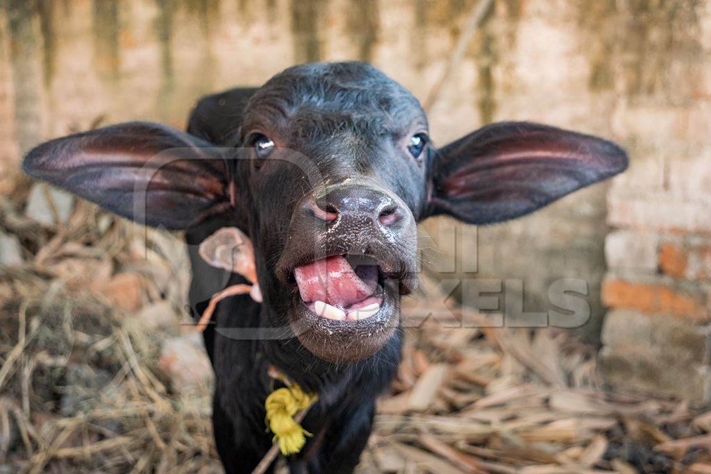 Small very cute baby Indian buffalo calf with tongue out in a barn at Sonepur cattle fair, India