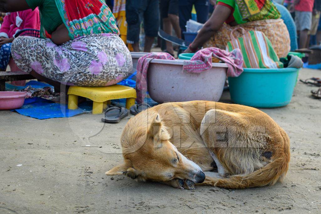 Indian street dog or stray pariah dog at Malvan fish market, Maharashtra, India, 2022
